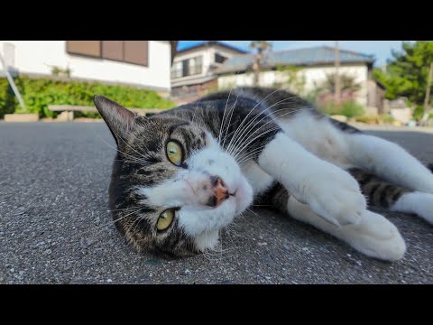 撫でられに割り込む猫と、遠くから見てるだけの猫【対照的すぎて可愛い】(YouTube)
