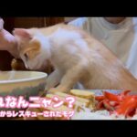 これなんニャン？  泥の中からレスキューされたモグ  巣立ちまであと1日   2025 09 26 1(YouTube)