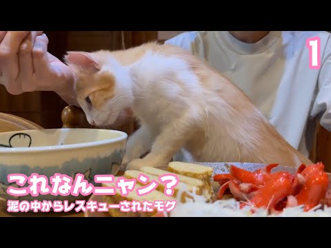 これなんニャン？  泥の中からレスキューされたモグ  巣立ちまであと1日   2025 09 26 1(YouTube)