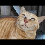 雨が止んだので猫島の神社に行ってみると雨宿りしていた茶トラ猫ちゃんがいました(YouTube)