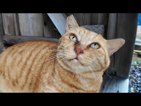 雨が止んだので猫島の神社に行ってみると雨宿りしていた茶トラ猫ちゃんがいました(YouTube)