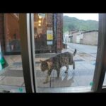 猫島の切符売り場で雨宿りしていたら猫も雨宿りにやってきた(YouTube)