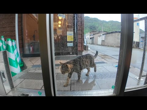 猫島の切符売り場で雨宿りしていたら猫も雨宿りにやってきた(YouTube)