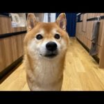 9月26日柴犬ハチの誕生日プレゼント相談会(YouTube)