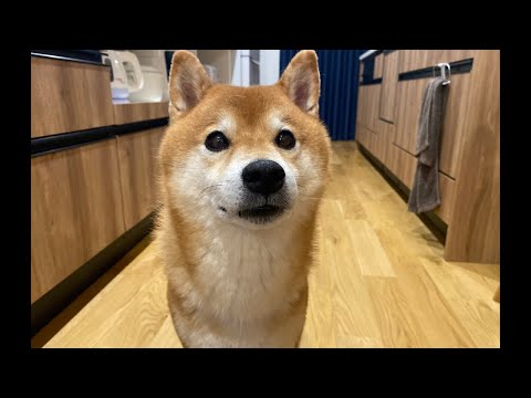 9月26日柴犬ハチの誕生日プレゼント相談会(YouTube)
