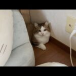 お母さんが見かけた秀吉のすみっコぐらしの平和な一日(YouTube)