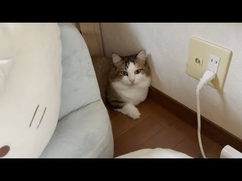 お母さんが見かけた秀吉のすみっコぐらしの平和な一日(YouTube)