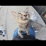 ホワイトタイガーみたいな猫をモフろうとしたらキジ猫達が邪魔してきた(YouTube)