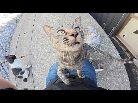 ホワイトタイガーみたいな猫をモフろうとしたらキジ猫達が邪魔してきた(YouTube)