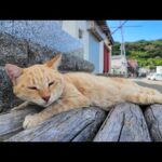 寝てるだけで大人気！写真を撮られまくる猫(YouTube)