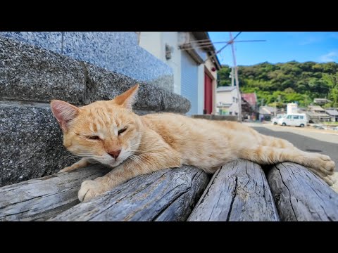 寝てるだけで大人気！写真を撮られまくる猫(YouTube)