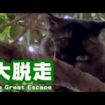 大脱走www  お願い戻ってきてヨシコさん  2025 09 30 2(YouTube)