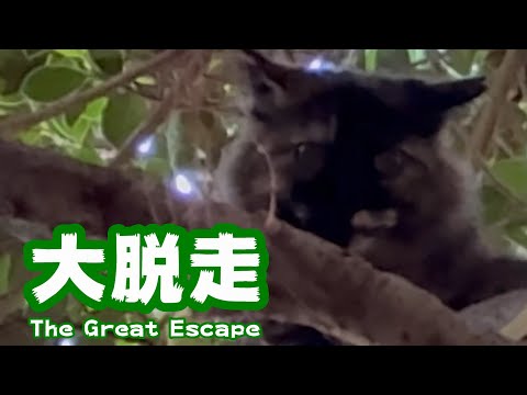 大脱走www  お願い戻ってきてヨシコさん  2025 09 30 2(YouTube)