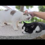 水玉模様の猫が息子猫を押しのけてキュルルンと鳴きながら甘えてきた(YouTube)
