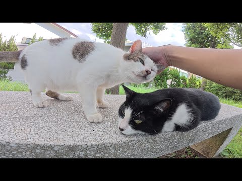水玉模様の猫が息子猫を押しのけてキュルルンと鳴きながら甘えてきた(YouTube)