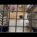 モグ達無事羽田空港に到着‼️(YouTube)