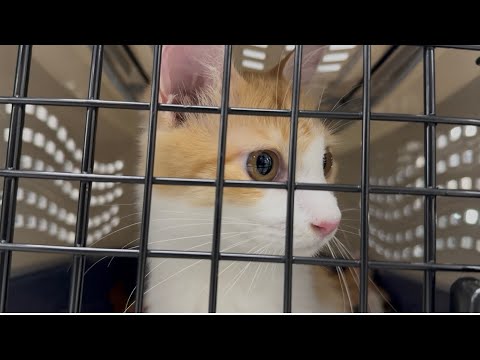 モグ達無事羽田空港に到着‼️(YouTube)