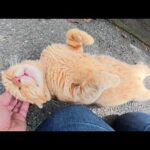 グーグーとお昼寝していた耳折れ猫をモフるとお腹を見せてきた(YouTube)