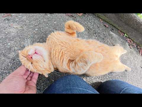 グーグーとお昼寝していた耳折れ猫をモフるとお腹を見せてきた(YouTube)