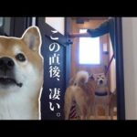 【柴犬あるある】実家の柴犬がきた瞬間、大混乱の展開に。。(YouTube)