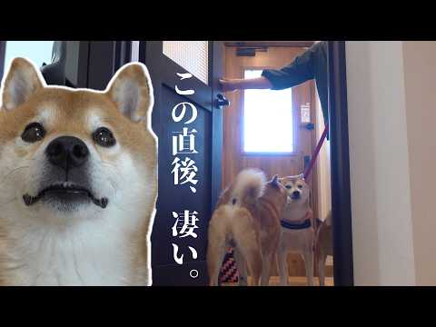 【柴犬あるある】実家の柴犬がきた瞬間、大混乱の展開に。。(YouTube)