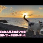オレッち病気だったんだよぉ  FIP寛解から1ヶ月経ちました  セナ   2025 09 09 1(YouTube)