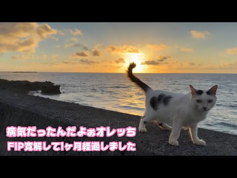 オレッち病気だったんだよぉ  FIP寛解から1ヶ月経ちました  セナ   2025 09 09 1(YouTube)
