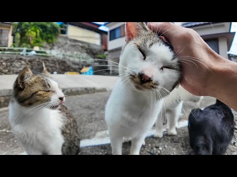 猫島の山の中腹の空き地に猫が大集合してた件🐾(YouTube)