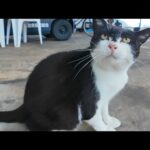 漁港で雨宿りしてたらハチワレ猫が「モフって！」と寄ってきた(YouTube)