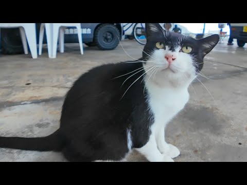 漁港で雨宿りしてたらハチワレ猫が「モフって！」と寄ってきた(YouTube)