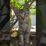 #ねこかわいいね(YouTube)