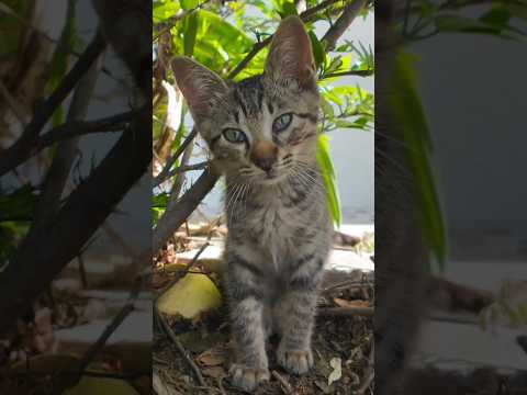 #ねこかわいいね(YouTube)