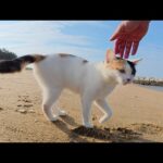 眠そうな三毛猫ちゃんを誘ってビーチへお出掛けする(YouTube)