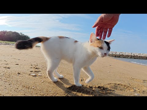 眠そうな三毛猫ちゃんを誘ってビーチへお出掛けする(YouTube)