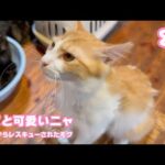 アタチってあざと可愛いのにゃ  泥の中からレスキューされたモグ  巣立ちまで8日   2025 09 19 2(YouTube)