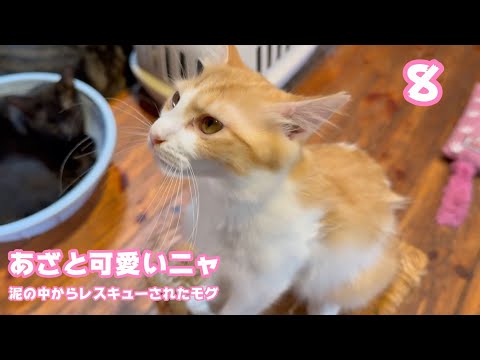 アタチってあざと可愛いのにゃ  泥の中からレスキューされたモグ  巣立ちまで8日   2025 09 19 2(YouTube)