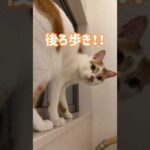 後ろ歩きを披露してくれる猫！ #shorts(YouTube)