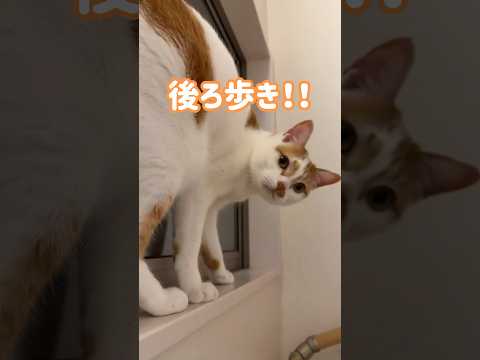 後ろ歩きを披露してくれる猫！ #shorts(YouTube)
