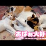 おばぁ大好き！  泥の中からレスキューされたモグとボッチ保護のムック   2025 09 01 2(YouTube)