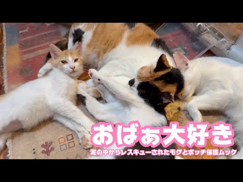 おばぁ大好き！  泥の中からレスキューされたモグとボッチ保護のムック   2025 09 01 2(YouTube)