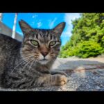 防波堤の猫ちゃん、カメラ向けたらまさかの頭突き！(YouTube)