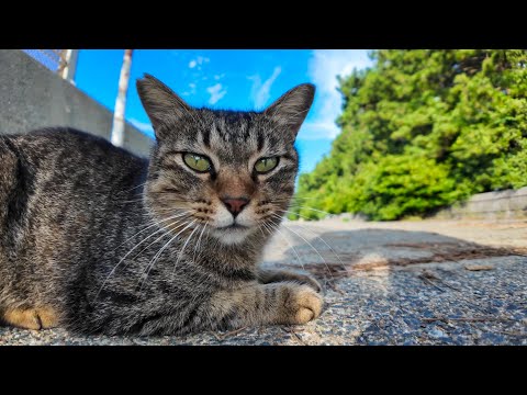 防波堤の猫ちゃん、カメラ向けたらまさかの頭突き！(YouTube)