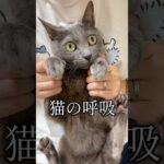 ハムちゃんのねこぱんち！ #shorts(YouTube)