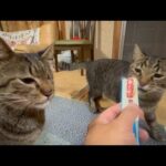猫の居場所はどこが良いのか考えた(YouTube)