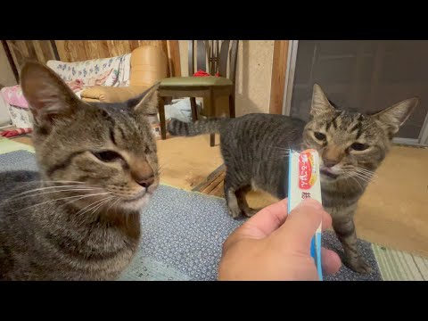 猫の居場所はどこが良いのか考えた(YouTube)