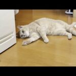 またたびボールで一人優雅に酔っぱらう猫(YouTube)