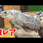 国内での繁殖例がほとんどない爬虫類が産まれてきたということで見に行ってみたら…とんでもない子達が沢山いました(YouTube)