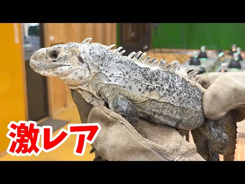 国内での繁殖例がほとんどない爬虫類が産まれてきたということで見に行ってみたら…とんでもない子達が沢山いました(YouTube)