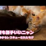 今朝も調子いいニャン  泥の中からレスキューされたモグ  巣立ちまで11日2025 09 16 1(YouTube)