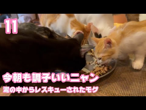 今朝も調子いいニャン  泥の中からレスキューされたモグ  巣立ちまで11日2025 09 16 1(YouTube)
